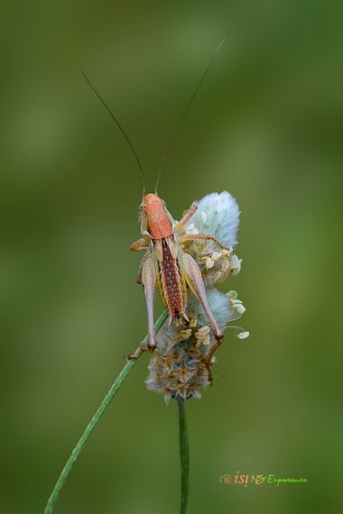 isidorogomez53 en Hamelin: Fauna  (el Far d'Empordà), Un grillo que encontre en el campo al lado de los sembrados

#apfb 
#isifotografia 
#macro 
#insectos...