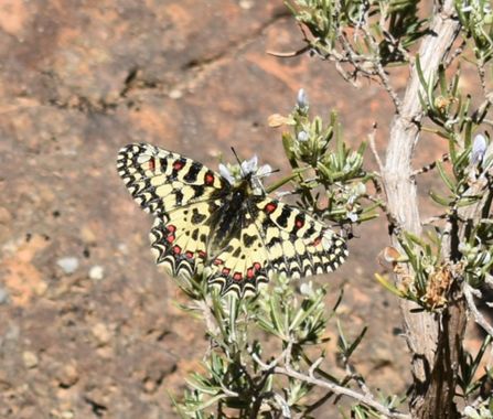 Solerantonio2 en Hamelin: Fauna  (Padules), Insecto