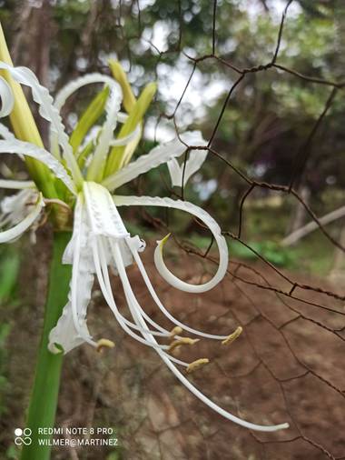 wilmerhmmp en Hamelin: Flora  (Garagoa), Hymenocallis littoralis, #Flor Paseo donde la Tía Resura, ella es de mal genio pero cuida sus maticas hermosas 