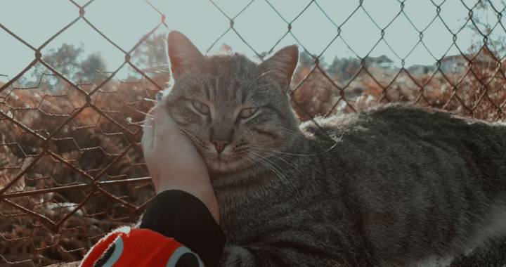 jelenvolta en Hamelin: Fauna, #gato gatoconsentido #otoño #ďíasdeotoño #animalesrescatados #otoño#ďíasdeotoño #animalesfelices