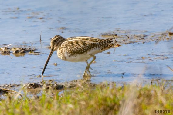 Ignoto en Hamelin: Fauna  (Almonte), Gallinago gallinago (Linnaeus, 1758)