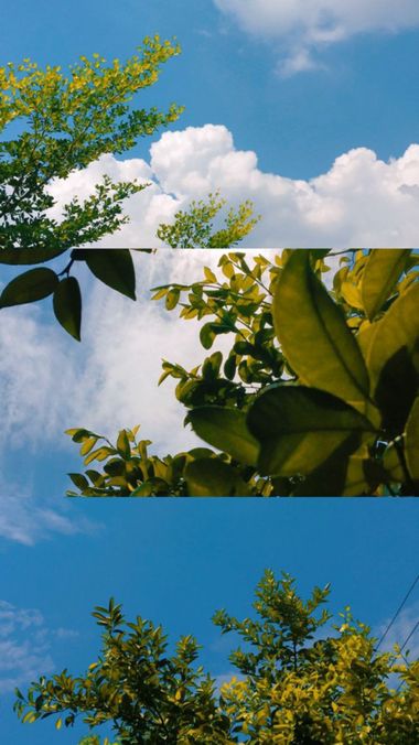 Marmariadelcarmen81 en Hamelin: Flora, #airepuro #planta 