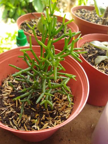 luisafp29 en Hamelin: Flora, Euphorbia tirucalli