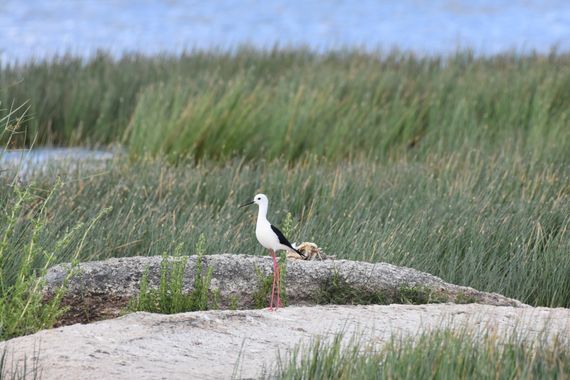 Info en Hamelin: Fauna, Himantopus himantopus (Linnaeus, 1758), Humedal en Casar de Cáceres 