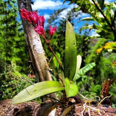 dalygordillo17 en Hamelin: Flora, Rodriguezia lanceolata, Orquídea #flora