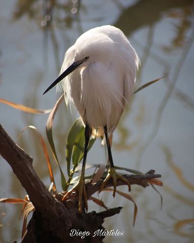 Diego en Hamelin: Fauna  (Zaragoza), Egretta garzetta (Linnaeus, 1766), #egrettagarzetta #garcetacomun #aves #zaragoza #ebro #canon 