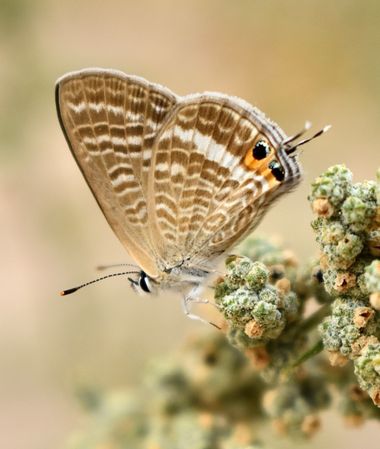 Beethovenzujo_86 en Hamelin: Fauna  (Murcia), La canela estriada 

#nature #naturaleza #butterfly #butterflies #mariposa #mariposas #regiondemurcia 
