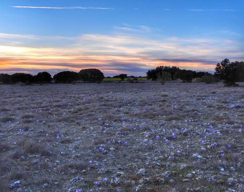Rafaelcastillo59 en Hamelin: Paisaje  (Povedilla), Atardecer en la Loma del Aire, en primer término lirios silvestres