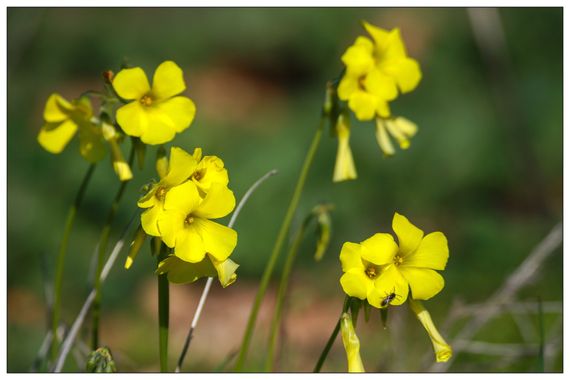 barbanegra707 en Hamelin: Flora  (Torre de Miguel Sesmero), Oxalis pes-caprae, #vinagrillo 