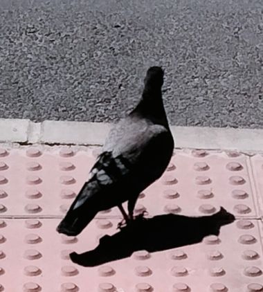 Solerantonio2 en Hamelin: Fauna  (Calle Santiago), Columba livia f. domestica