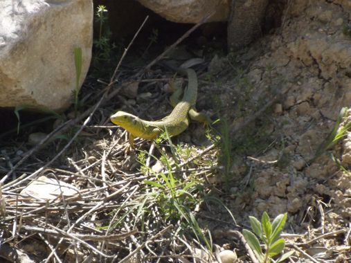 urihuetor en Hamelin: Fauna, Timon lepidus (Daudin, 1802), #reptiles #lagarto #fauna #animales #fauna 
