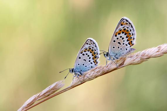 eldruida en Hamelin: Fauna  (Folgoso do Courel), Pareja de Plebejus argus. Serra do Courel. #mariposa #mariposas #macro