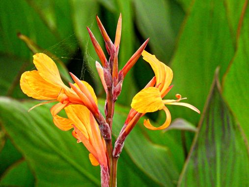 Georginaag en Hamelin: Flora  (Sant Jaume d'Enveja), #flora #flor 