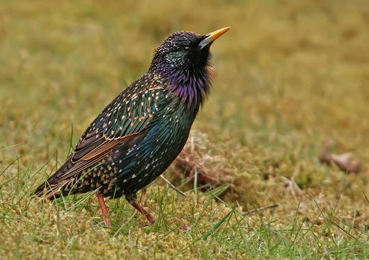 Ignicapillus en Hamelin: Fauna  (Bergen), Sturnus vulgaris Linnaeus, 1758, Estornino pinto

El Estornino pinto es una de las aves más abundantes del planet...