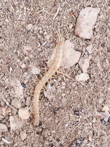 Solerantonio2 en Hamelin: Fauna  (Níjar), Insecto