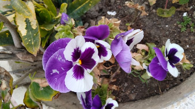 Solerantonio2 en Hamelin: Flora  (Almería), Viola × wittrockiana, Planta