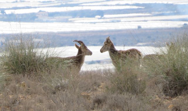 Solerantonio2 en Hamelin: Fauna  (Níjar), Cabras