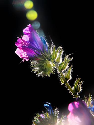 Capturolavida en Hamelin: Flora  (Huelva), #flores #nature #naturaleza #flora21 