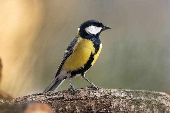 susurrando.caballos en Hamelin: Fauna  (Rascafría), Parus major Linnaeus, 1758, A veces los más comunes pasan más desapercibidos pero eso no significa que ...