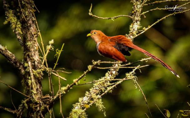 sinisterra2009 en Hamelin: Fauna  (Ginebra), Piaya cayana (Linnaeus, 1766), Cuco ardilla común​ 
(Piaya cayana)
Colombia Valle del Cauca 

#Aves21 