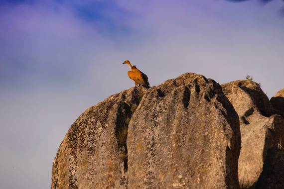 @icasillasphoto en Hamelin: Fauna  (San Lorenzo de El Escorial), Gyps fulvus (Hablizl, 1783), El guardián. #Otoño20
