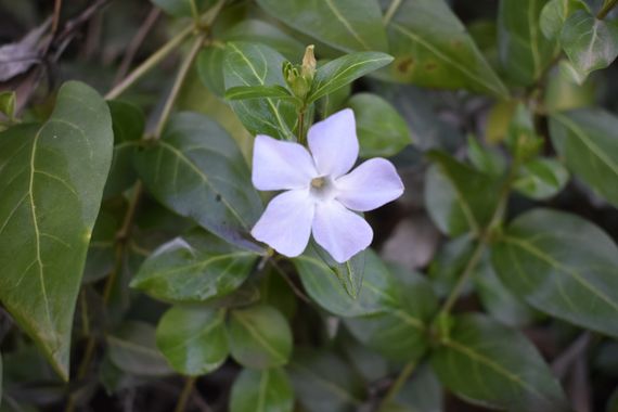 Solerantonio2 en Hamelin: Flora  (Fondón), Vinca difformis, Planta