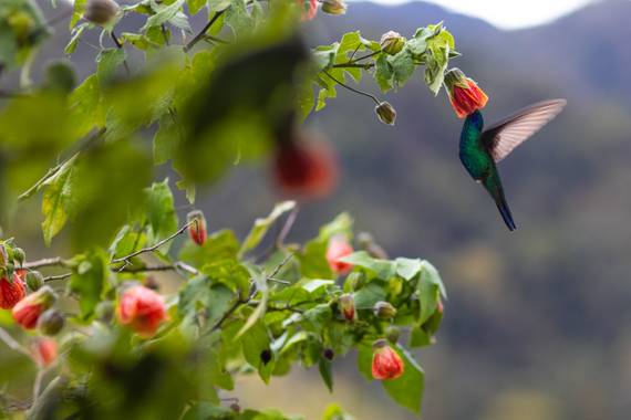 Christian Mejia en Hamelin: Fauna, A L I M E N T O 🤩

#aves #colibri #avescolombia #colombia #bird #birding #birds #nature #faunacolombiana #polen #monta...
