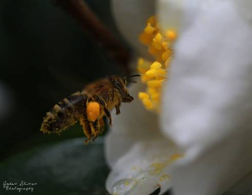 JOHANSTAXX ✓ en Hamelin: Fauna, #faunayflora 