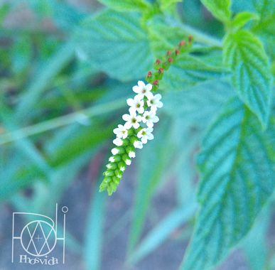 nelsonjmelendez en Hamelin: Flora  (José Ángel Lamas), Heliotropium angiospermum, #alacracillo #coladealacran #natura #naturaphotography #photo #maleza #hi...