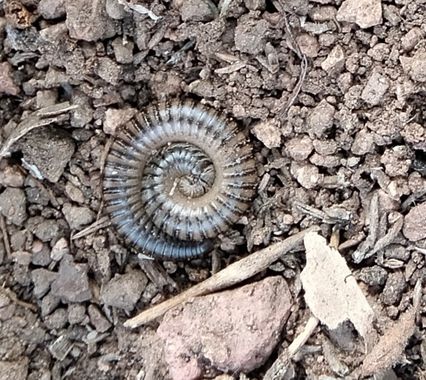 Solerantonio2 en Hamelin: Fauna  (Almeria), Insecto
