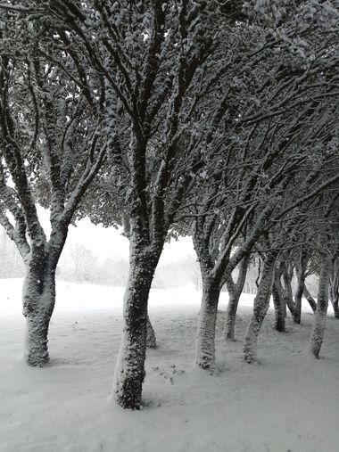 Jcestradaliebana en Hamelin: Paisaje  (Garrafe de Torío), Grupo de encinas en medio de la nevada #landscape
