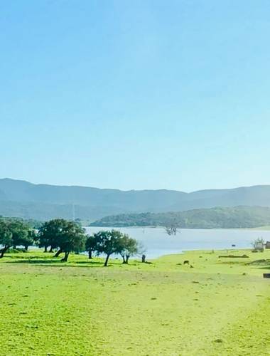 su en Hamelin: Paisaje  (Alcalá de los Gazules), Primavera 