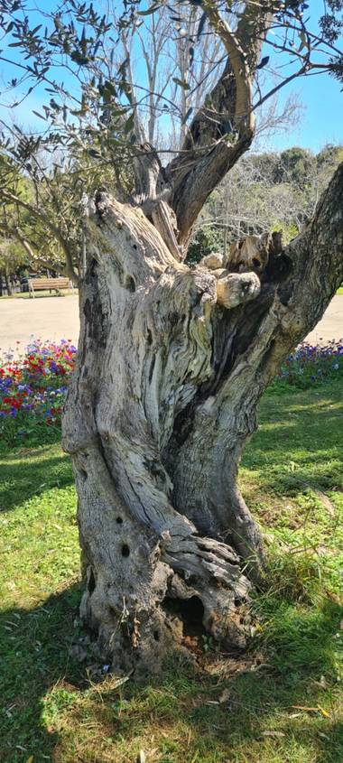 Lauratduch en Hamelin: Flora  (Barcelona), Tronco olivo#parqueBarcelona#fotomovil