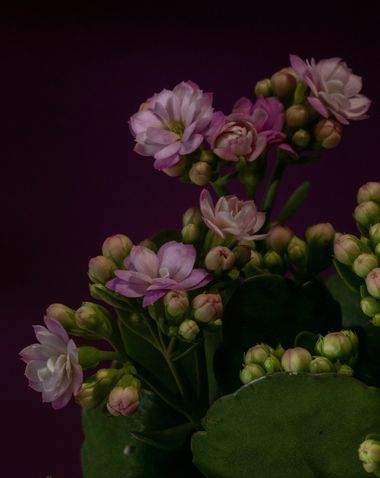 carolasantin4 en Hamelin: Flora, #flores #floresrosas #kalanchoe #planta #plants #flower