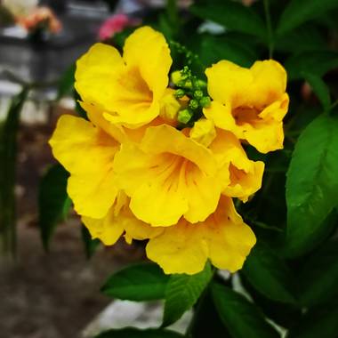 Olguin.jao en Hamelin: Flora  (Tres Valles), Tecoma stans, Flores 