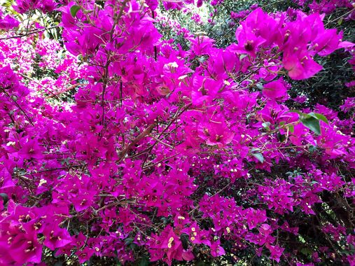 Naomi en Hamelin: Flora  (Barcelona), #flores 