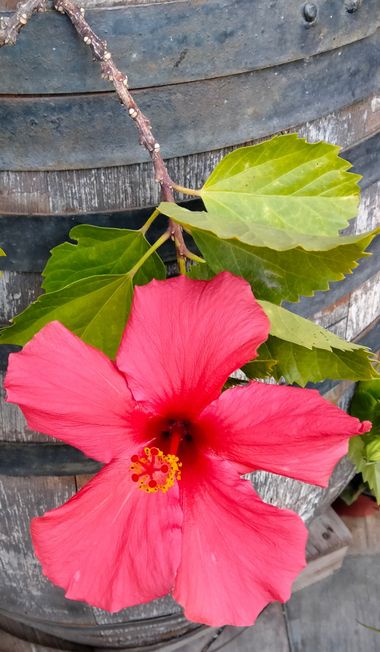 Solerantonio2 en Hamelin: Flora  (Almería), Hibiscus rosa-sinensis, Planta