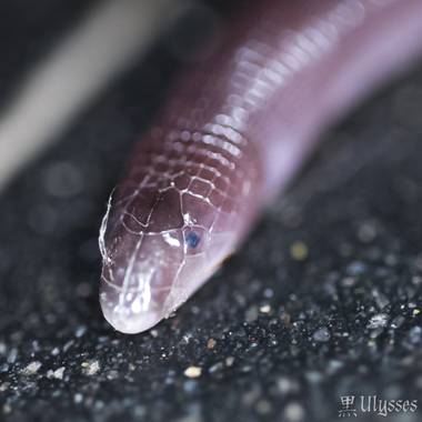 Ulises Dantes en Hamelin: Fauna  (Tafí Viejo), Amphisbaena darwini
Conocida como víbora ciega en Argentina, apareció en mi casa hoy, con una longitud de 12...