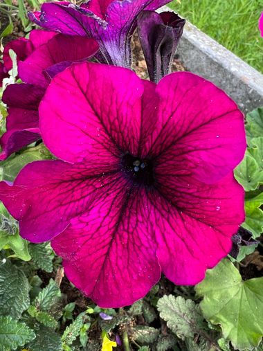 Eudimer20 en Hamelin: Flora, Petunia × atkinsiana, #flower #plants