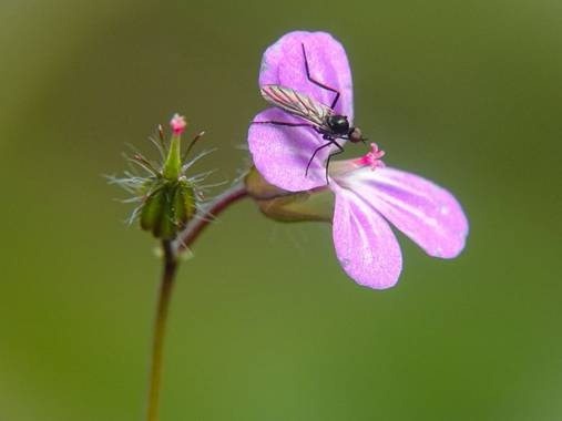 Eritz.cortazar en Hamelin: Fauna  (Zierbena), Un sirfido sobre una hierba de San Roberto (Geranium purpureum Vill.)🪰🌸

#syrphidae  #sirfido #planta #inse...