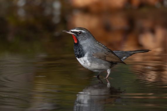 Ignicapillus en Hamelin: Fauna, Calliope pectoralis Gould, 1837, Ruiseñor pechinegro del Himalaya

	Cría en el extremo occidental de China y todos los paí...