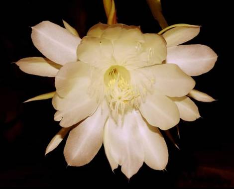luckytulian en Hamelin: Flora, Epiphyllum oxypetalum, #CaballeroDeLaNoche