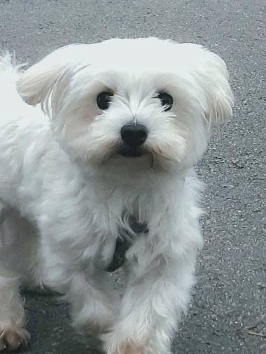Mpinfante en Hamelin: Fauna, # Bichón maltés .
•Su dueña me permitió sacar esta linda foto de Olaf 🐶😍