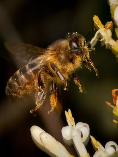 Antonio Jesús Palma Aranda en Hamelin: Fauna  (Lora del Río), 1/2 - Abeja

Mis prácticas de vuelos 😄.
El otro día me propuse sacar algunas abejas en vuelo...