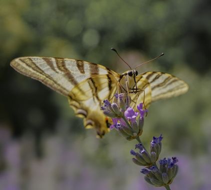 rqsalcedo en Hamelin: Fauna  (Madrid), Iphiclides feisthamelii (Duponchel, 1832), #mariposa 