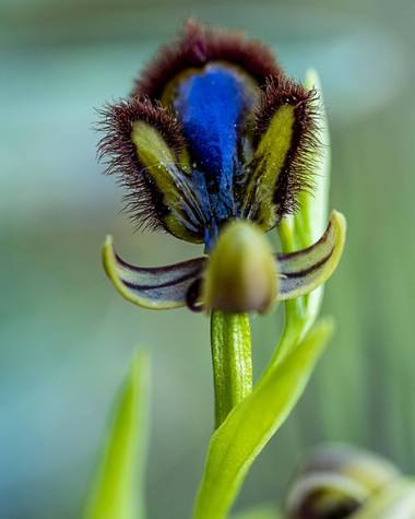 Florentinoeugenio en Hamelin: Flora, Ophrys speculum, #flora21