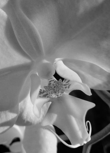 Manelsersol en Hamelin: Flora, #rural#flores #Naturaleza #Orquidea #flores #Flower #Fleur #Macro #Blancoynegro 