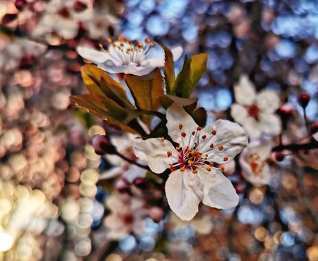 Crisofy en Hamelin: Flora  (Madrid), Prunus cerasifera, #flor