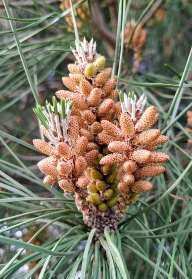 Ioana Trif en Hamelin: Flora  (Rociana del Condado), Brotes de vida #pino #piñon #arbol
