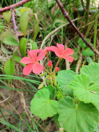 Beth.stalhuth en Hamelin: Flora  (Sogamoso), Pelargonium zonale, Flor de un jardín ajeno. 💮
